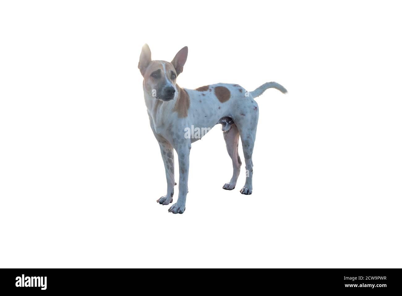 Cane o cucciolo isolato su sfondo bianco con percorso di ritaglio Foto Stock