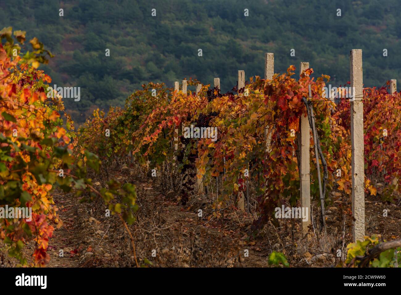 Vigneti autunnali con foglie rosse e gialle. Orizzontale bello sfondo autunno. La vendemmia delle uve. Paesaggio luminoso. Vigneto contro il Foto Stock