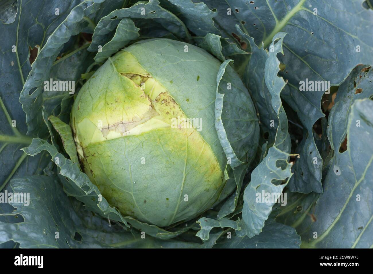 Cavolo in crescita nel prodotto naturale del giardino Foto Stock