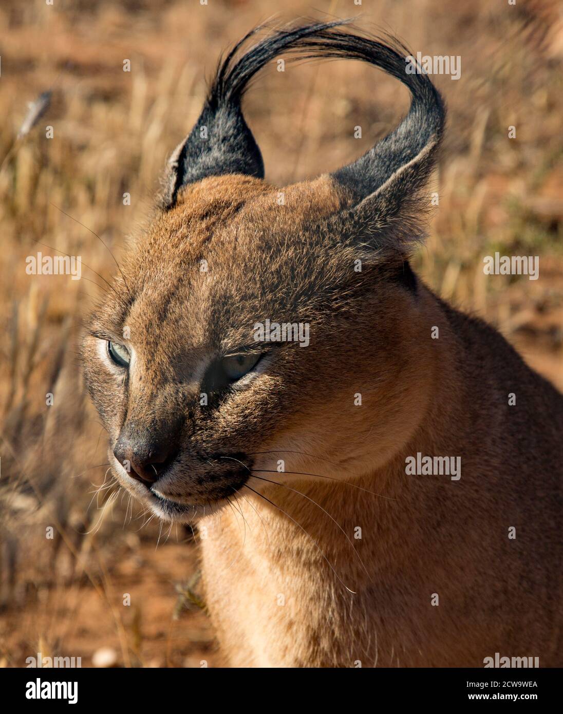 Caracal scansioni cat i suoi dintorni per alimenti Foto Stock