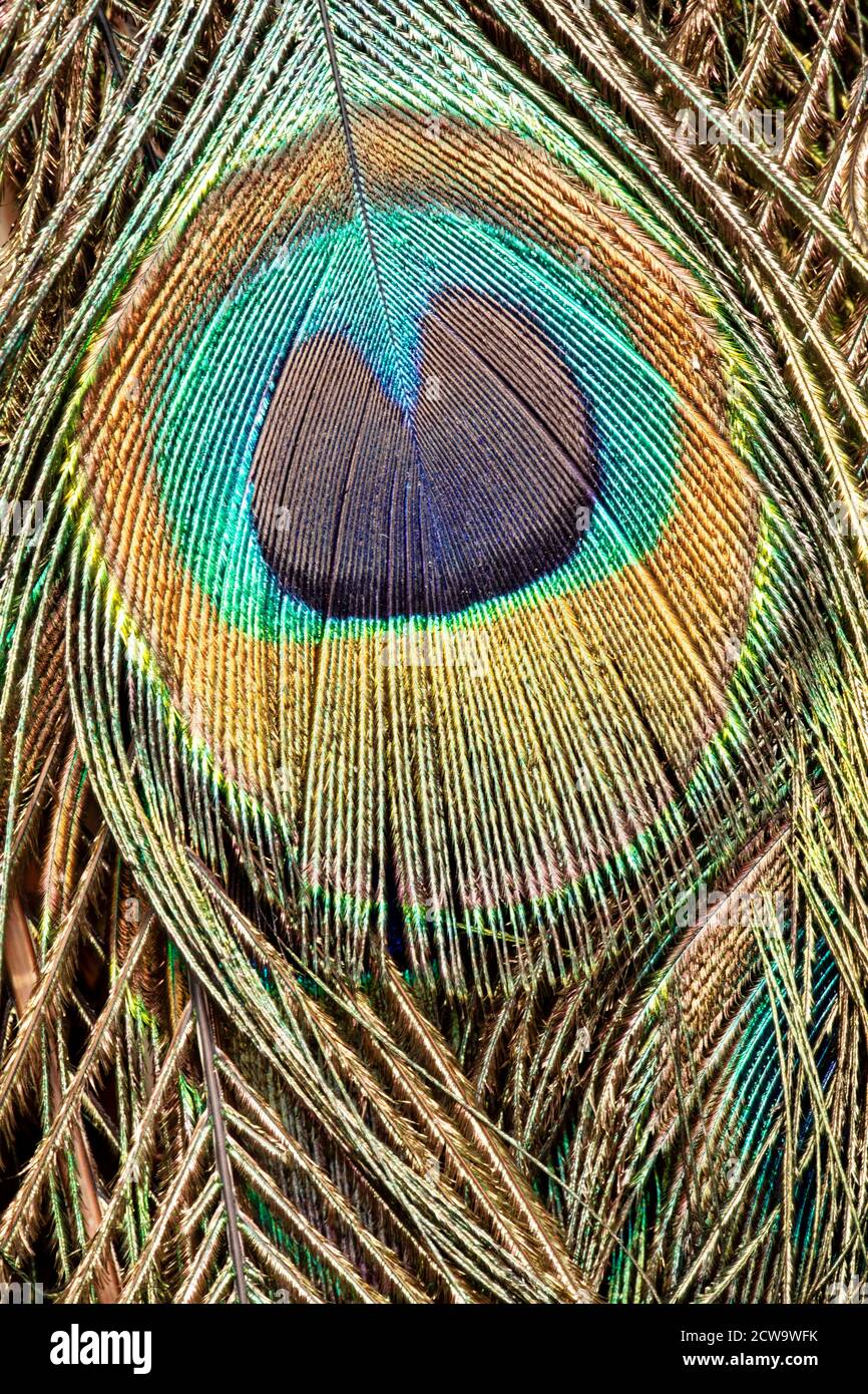 Primo piano di belle e colorate piume maschili di pavone Foto Stock