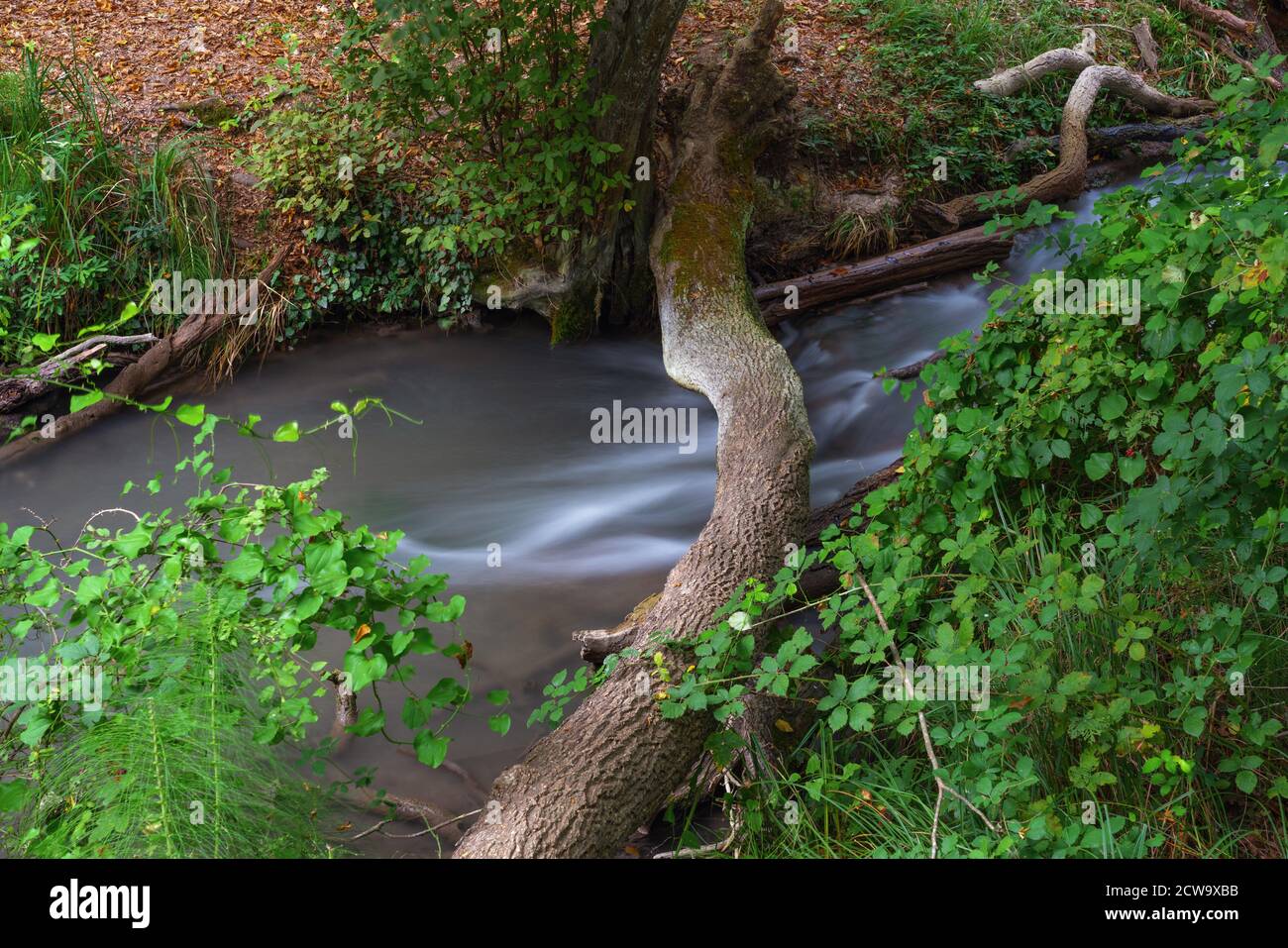 Piccolo fiume in una fitta foresta verde Foto Stock