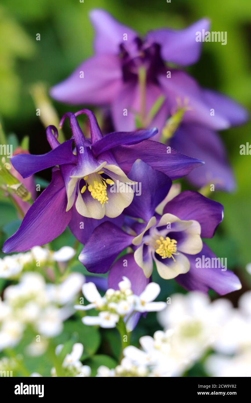 aquilegia viola e bianca in macro giardino primavera Foto Stock