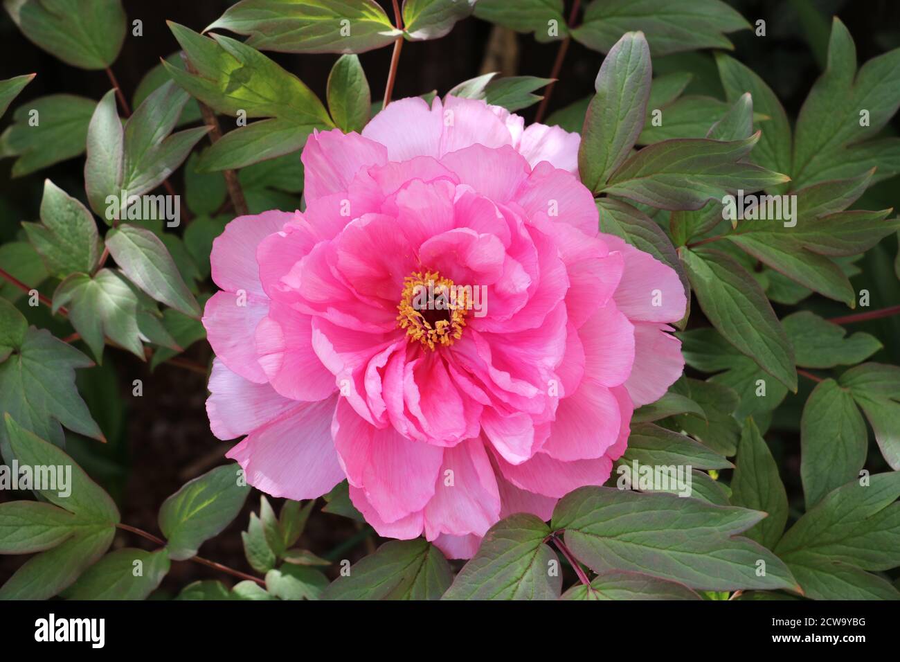 rosa paeonia suffruticosa macro Foto Stock