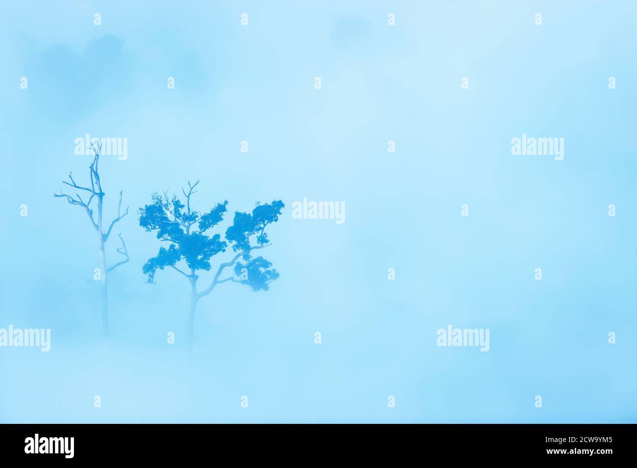 Vista aerea di coppia grandi alberi nella nebbia mattutina, morti e vivi, scena naturale del contrasto tra vita e morte. Foto Stock