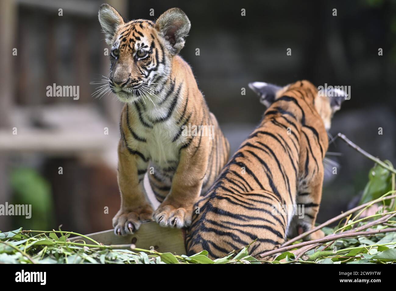 Guangzhou, Cina. 28 Settembre 2020. I due gemelli della tigre della Cina del sud vivono felicemente al mondo di fauna selvatica di Chimelong a Guangzhou, Guangdong, Cina il 28 settembre, 2020.(foto da TPG/cnsphotos) accreditamento: Notizie dal vivo di TopPhoto/Alamy Foto Stock