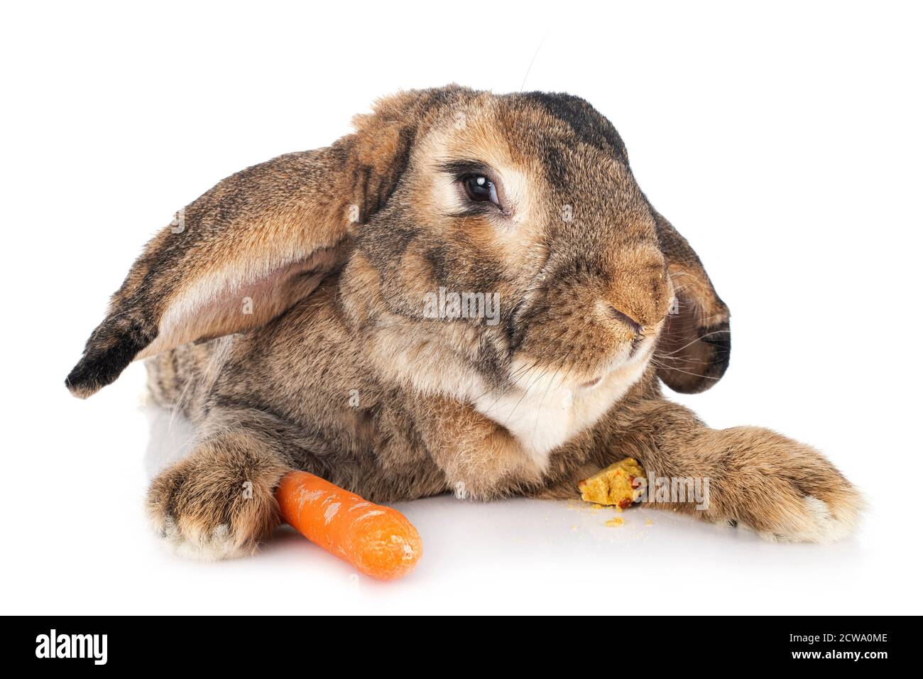 Fiammingo coniglio gigante di fronte a uno sfondo bianco Foto Stock