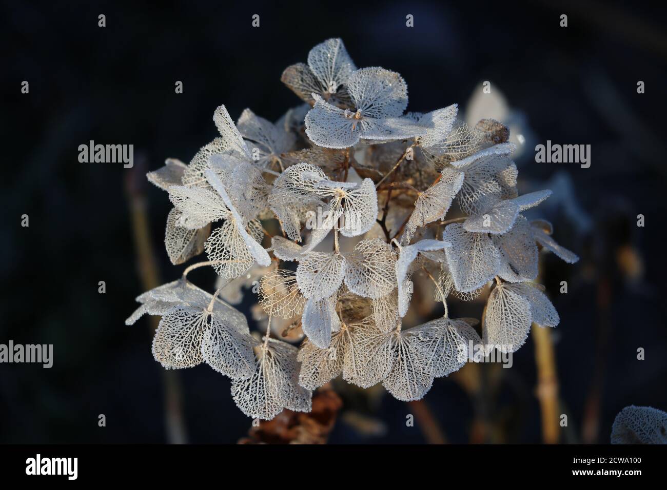 fiori di idrangea sbiancati in macro invernale Foto Stock