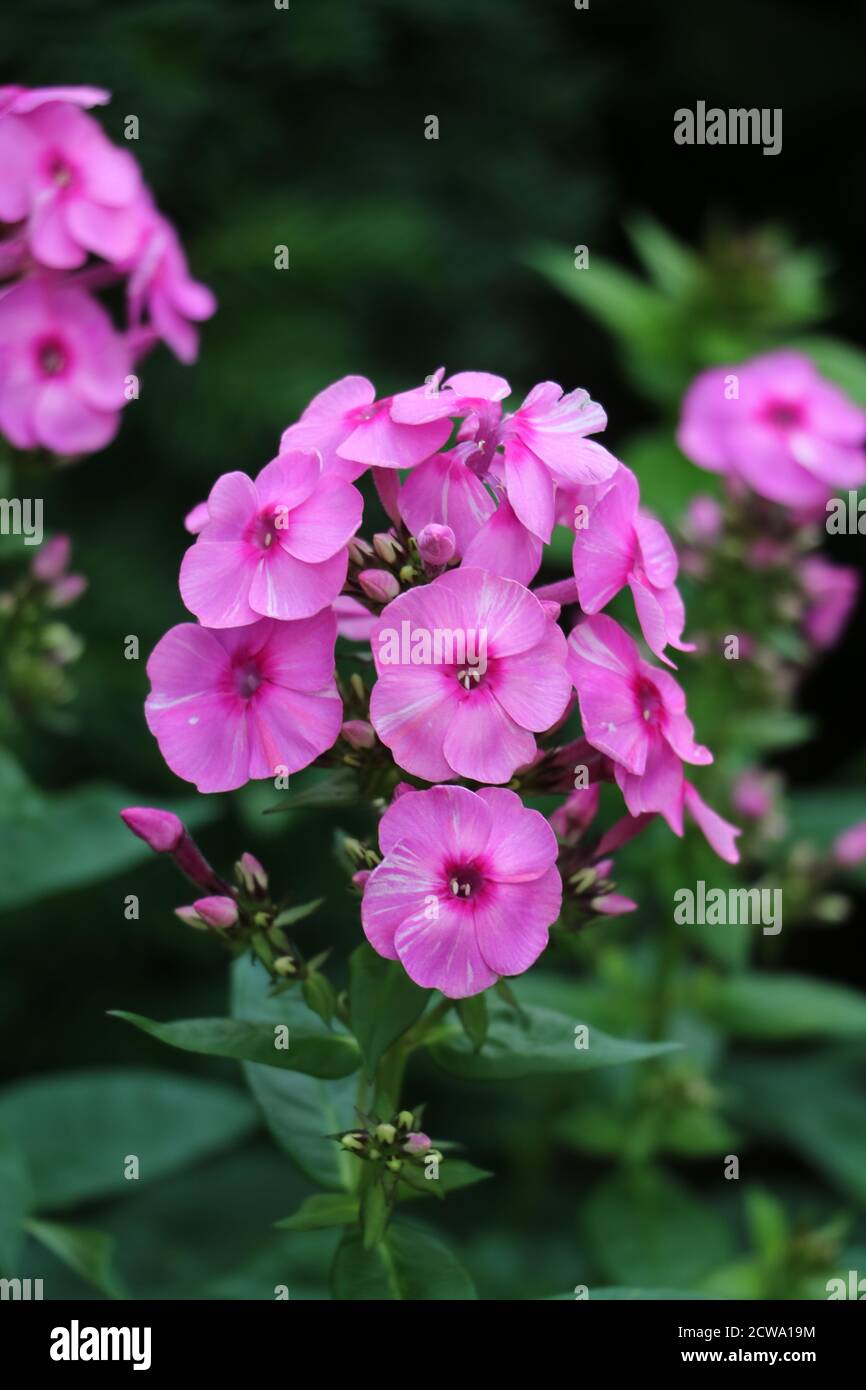 paniculata flox rosa in macro giardino estivo Foto Stock