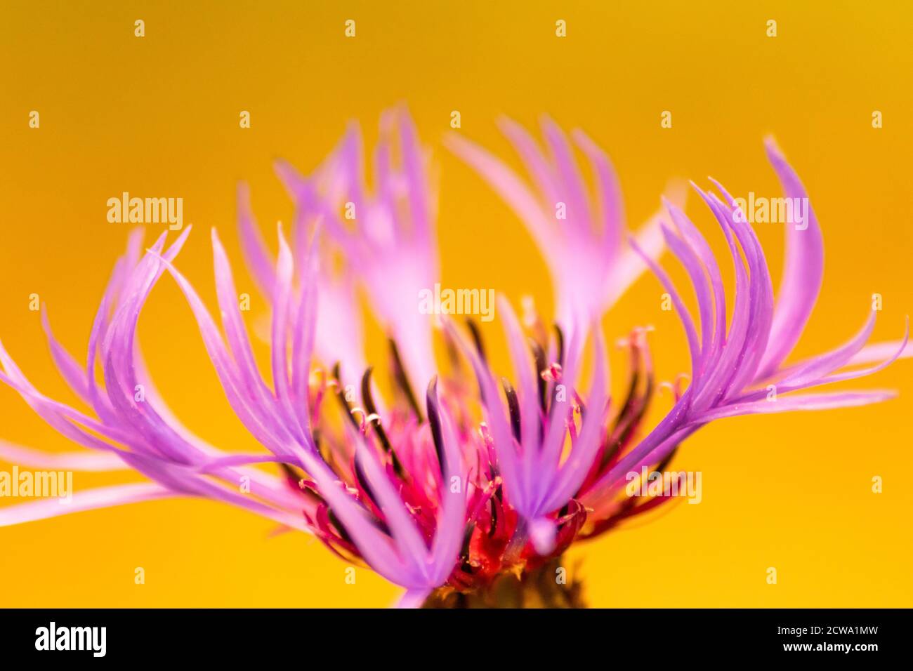 Ritratto di bellissimi fiori rosa-viola con intensi piselli gialli brillanti mostra la bellezza della primavera e i fiori filigranati in colpo pieno Foto Stock