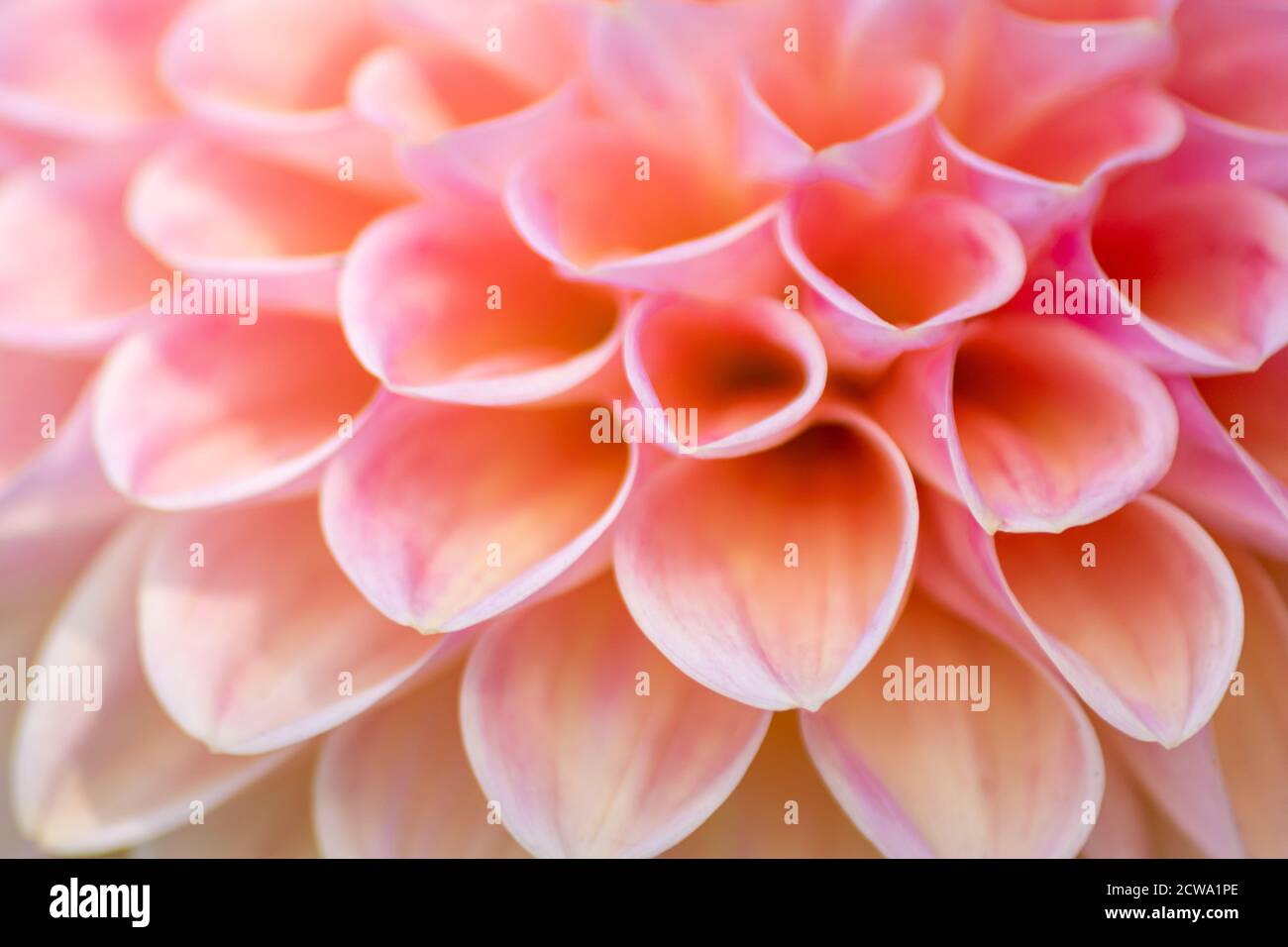 Bella macro di una fioritura di dahlia che mostra la bellezza naturale e la passione per gli amanti del giardino dalla primavera all'estate in parchi e giardini Foto Stock