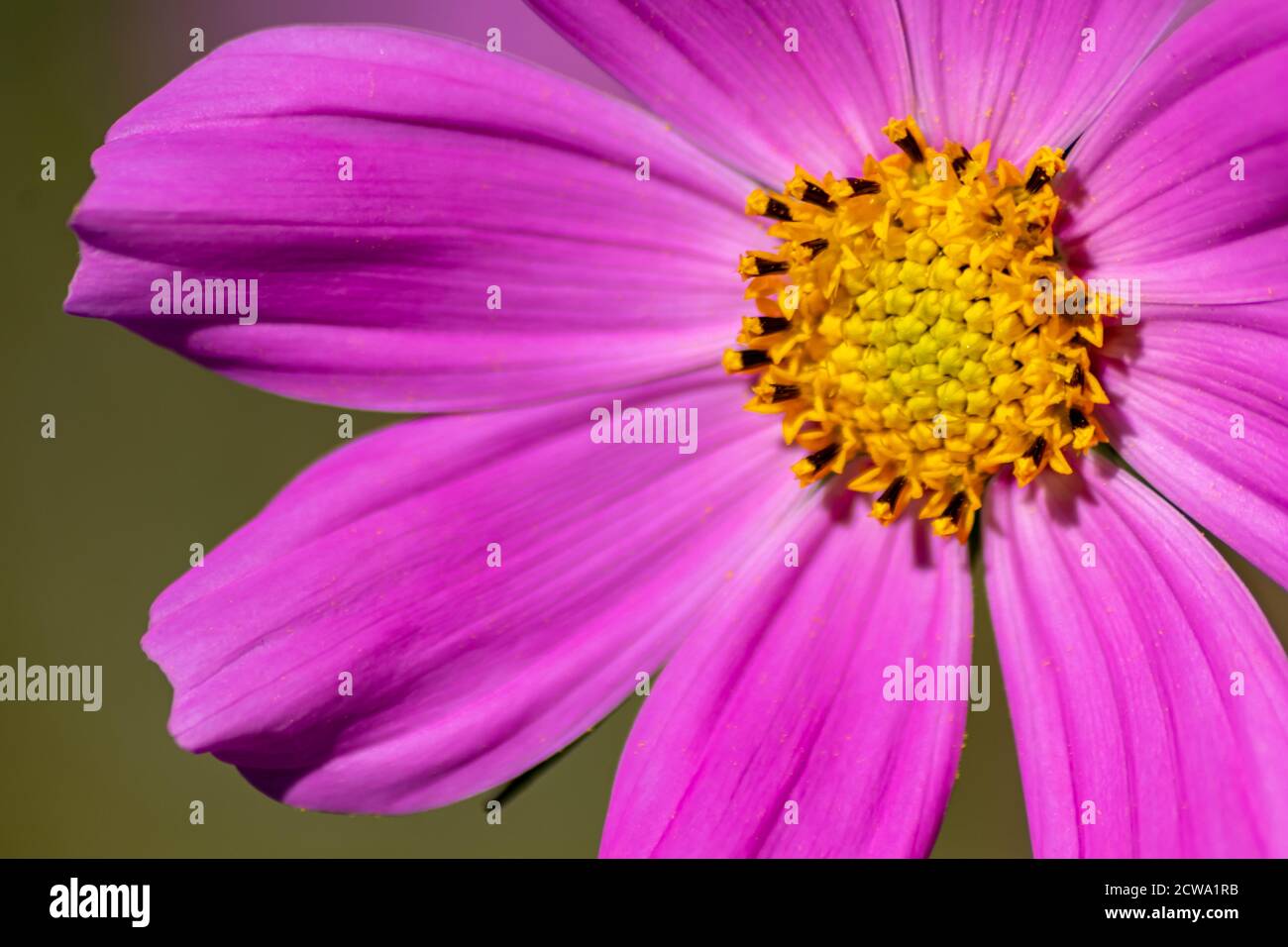 Ritratto di bellissimi fiori rosa-viola con intensi piselli gialli brillanti mostra la bellezza della primavera e i fiori filigranati in colpo pieno Foto Stock