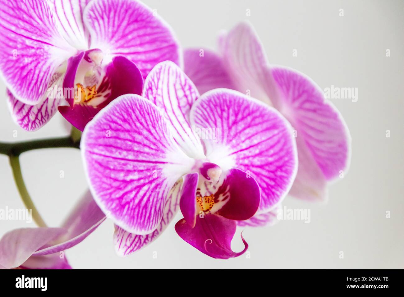 Bella orchidea rosa fiore e gemma latente con bella viola e viola petali e un po 'di miele fresco per insetti come le api e bumblebees bello Foto Stock