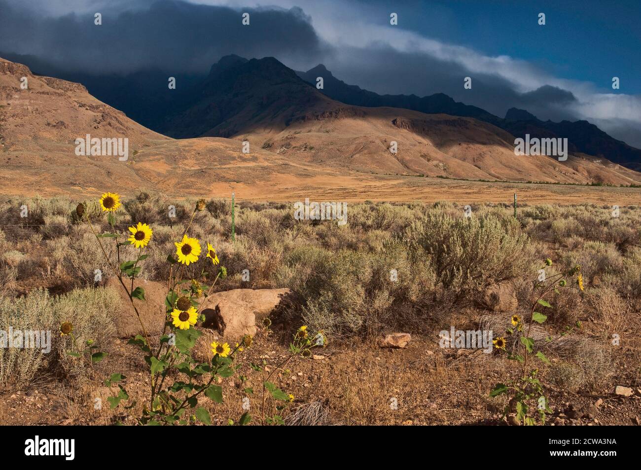 Girasoli a East Steen Road sotto Steens Mountain, Alvord Desert, parte del Great Basin Desert, Oregon, USA Foto Stock