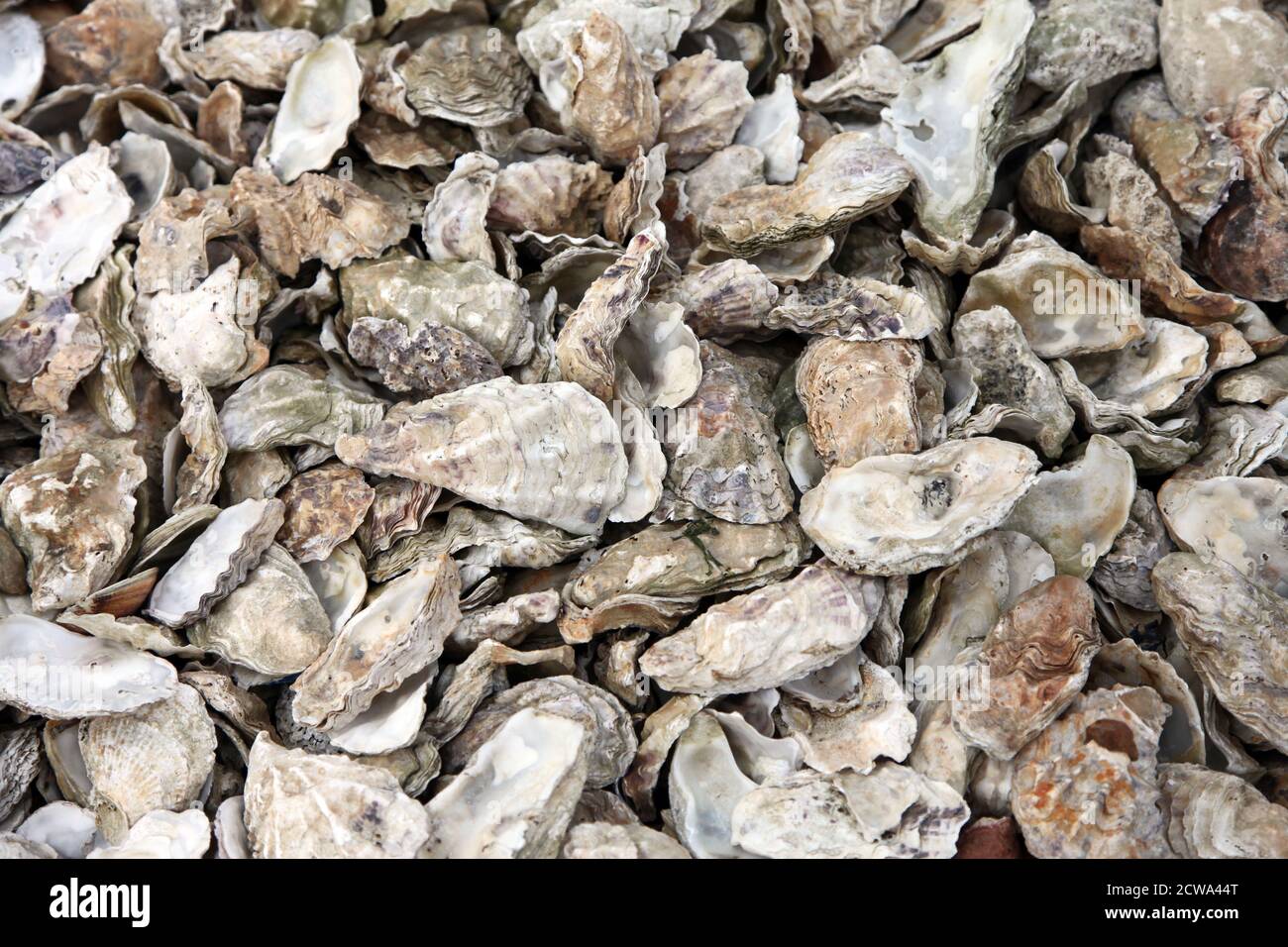 Conchiglie di ostriche scartate sulla spiaggia di Mersea Island, Essex Foto Stock