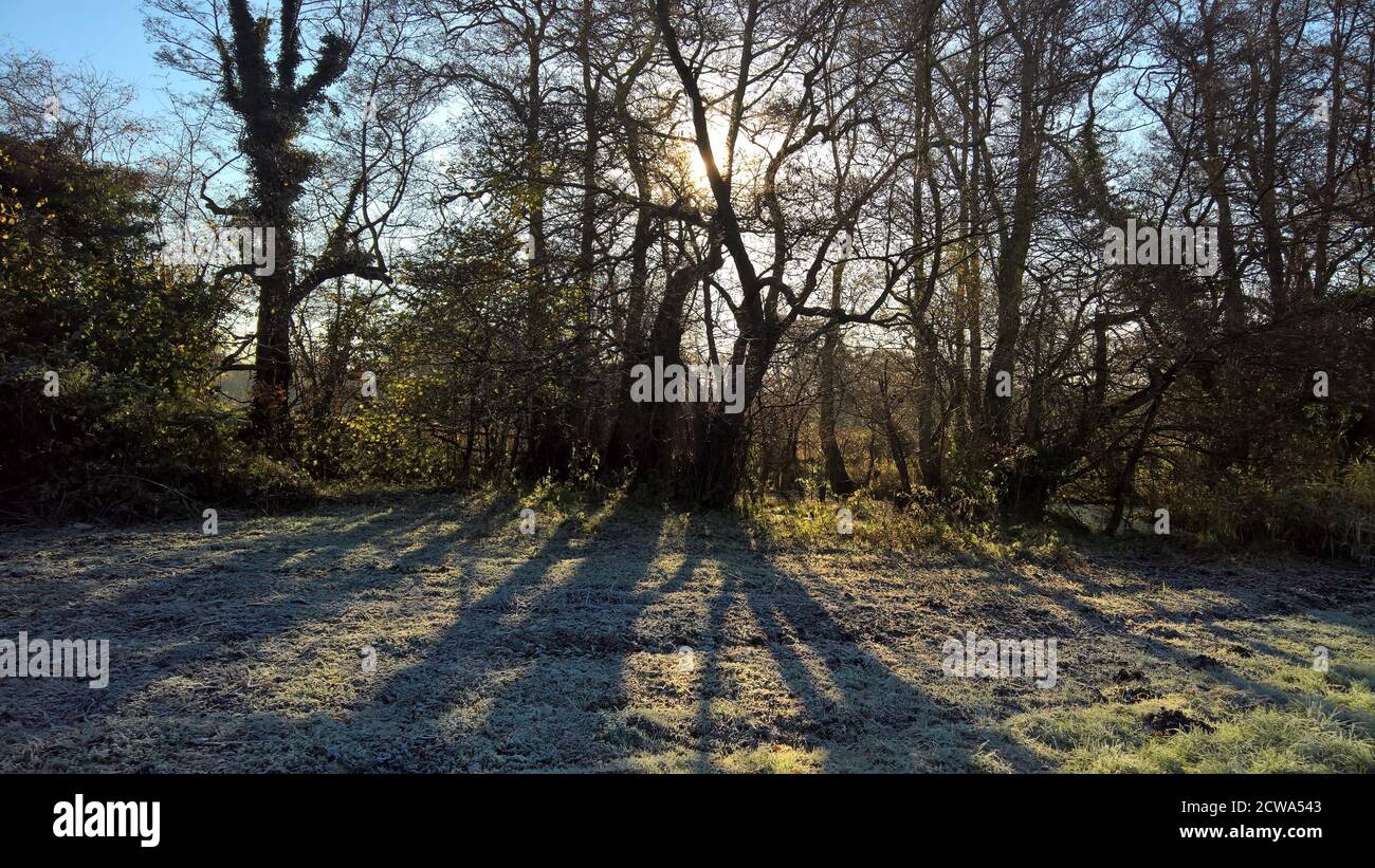 Il basso sole invernale proietta lunghe ombre sugli alberi su una zona gelata erba Foto Stock