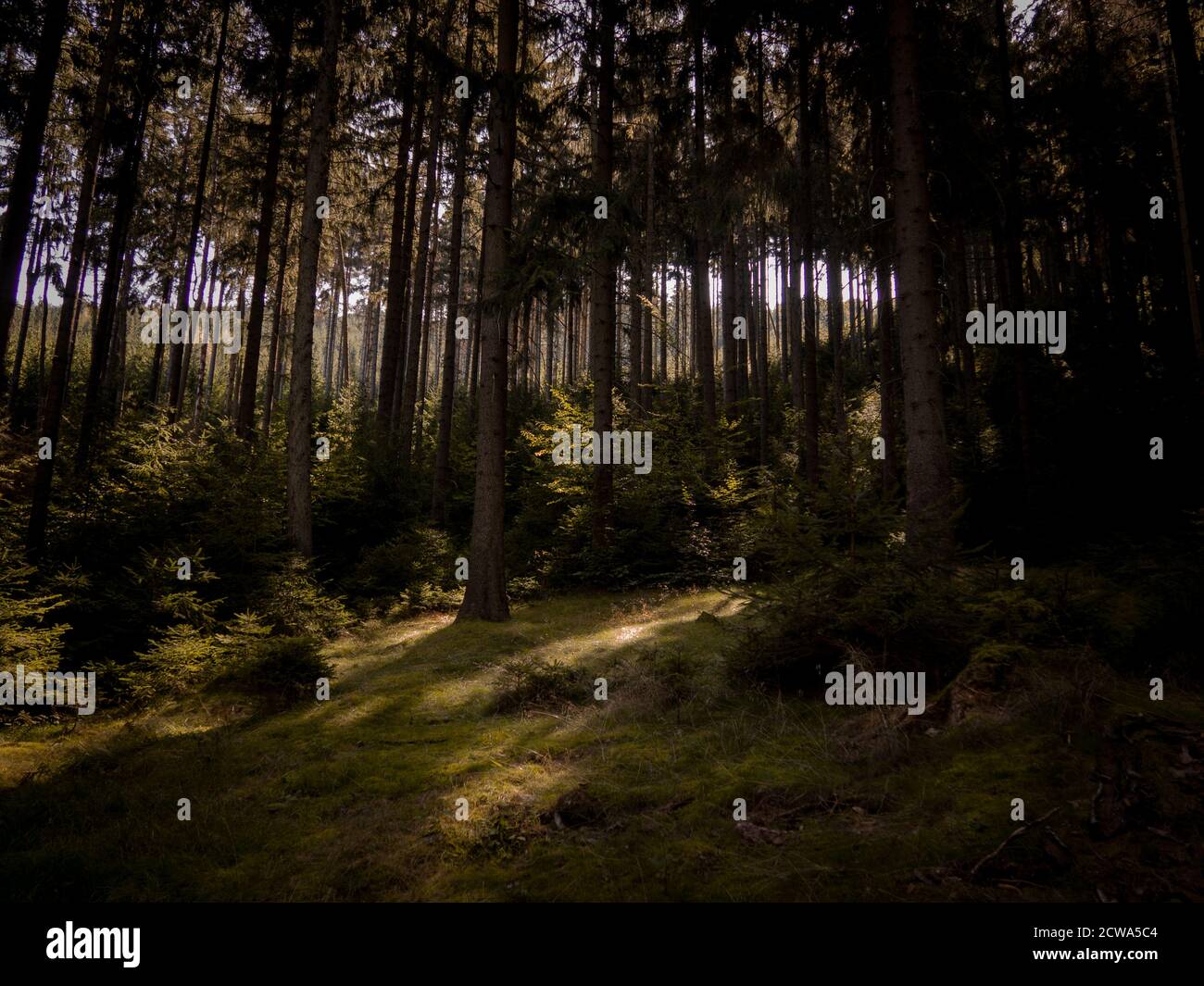 Un giorno nella foresta profonda. Foto Stock