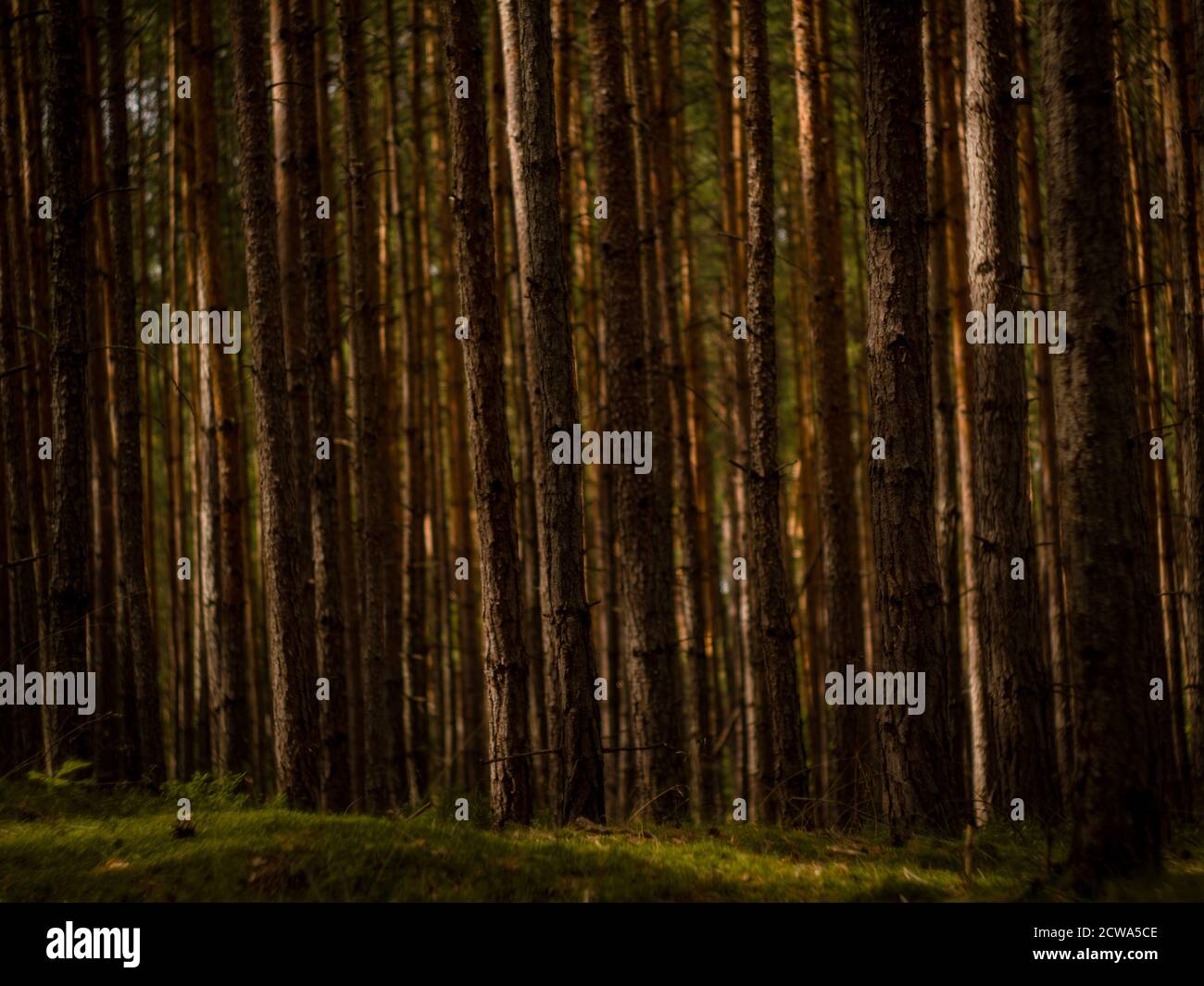 Un giorno nella foresta profonda. Foto Stock