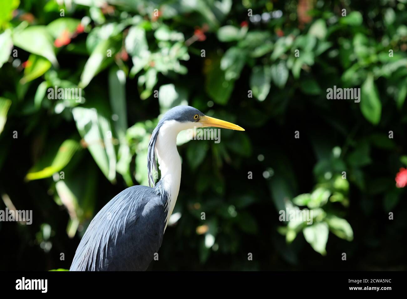 Pied Heron (Ardea piccata) Si trova nelle zone umide costiere dell'Australia Foto Stock