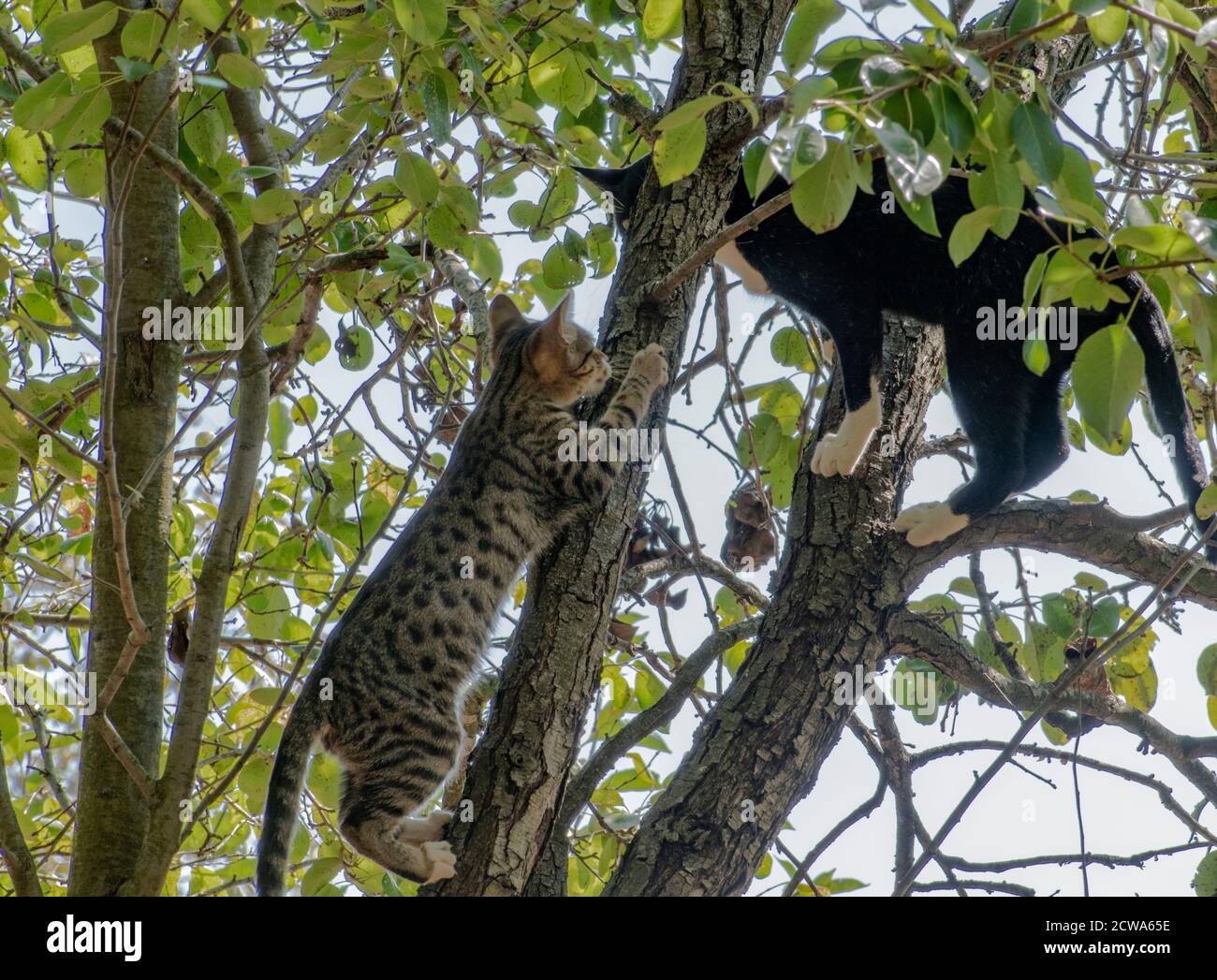 Due gattini che giocano su un albero, Felis catus, Serbia, Europa Foto Stock