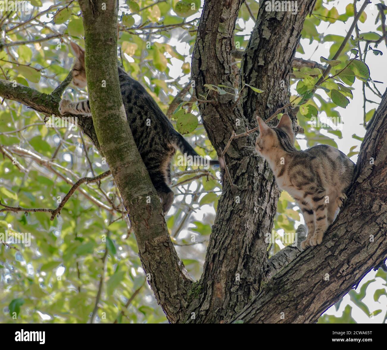 Due gattini che giocano su un albero, Felis catus, Serbia, Europa Foto Stock