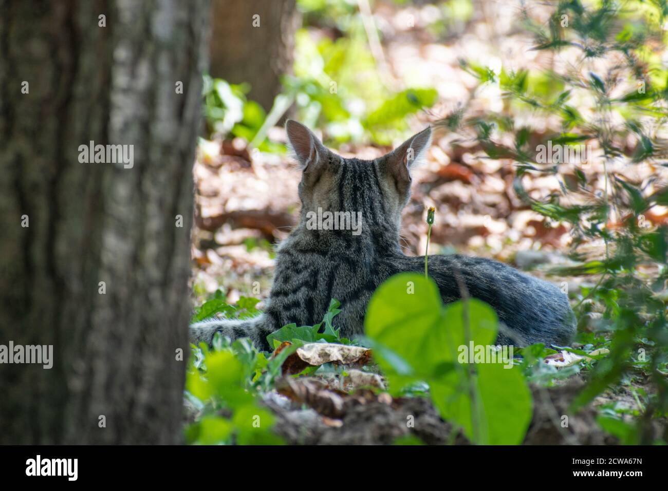 Gatto domestico grigio che giace fuori, Serbia, Europa Foto Stock