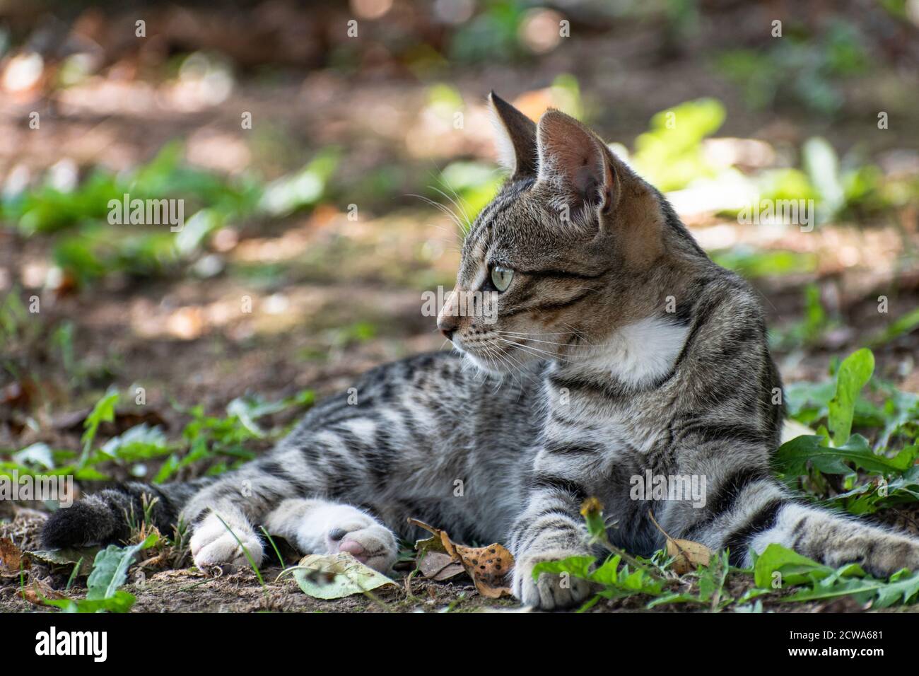 Gatto domestico grigio che giace fuori, Serbia, Europa Foto Stock
