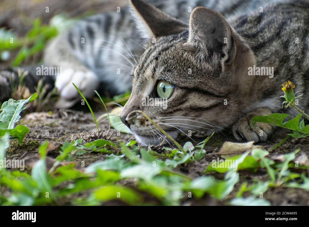 Gatto domestico grigio che giace fuori, primo piano. Serbia, Europa Foto Stock