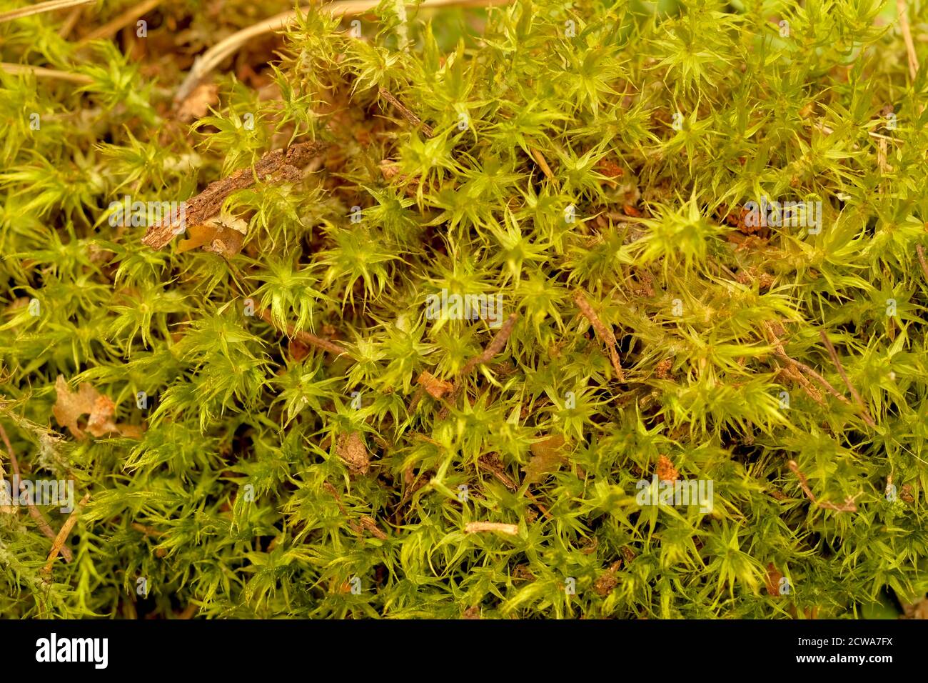 Primo piano di muschio verde della foresta. Sfondo per eco-tema. Vista dall'alto e full frame. Foto Stock