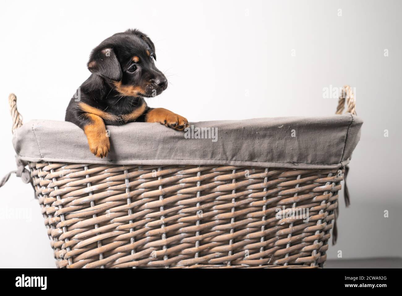 Un ritratto di un adorabile cucciolo Jack Russel Terrier, in un cesto di vimini, isolato su sfondo bianco Foto Stock