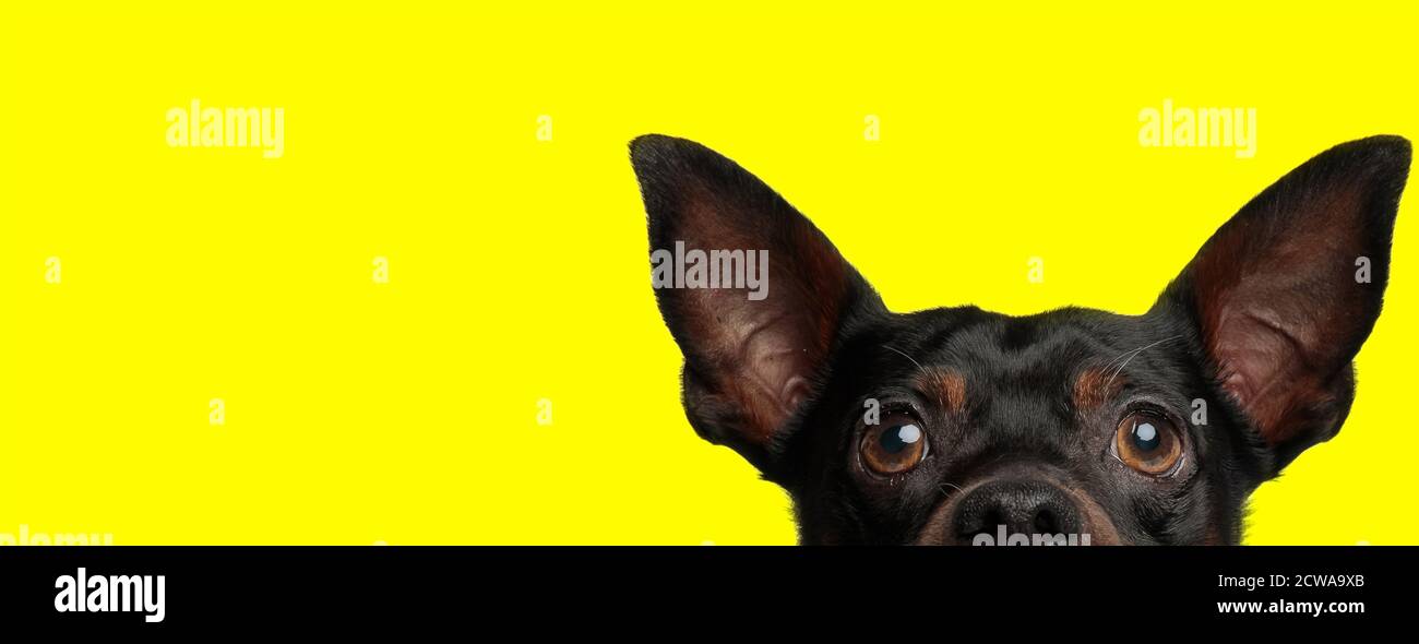 primo piano di un simpatico cane pincher con pelliccia nera posa con solo metà della testa esposta su sfondo giallo studio Foto Stock