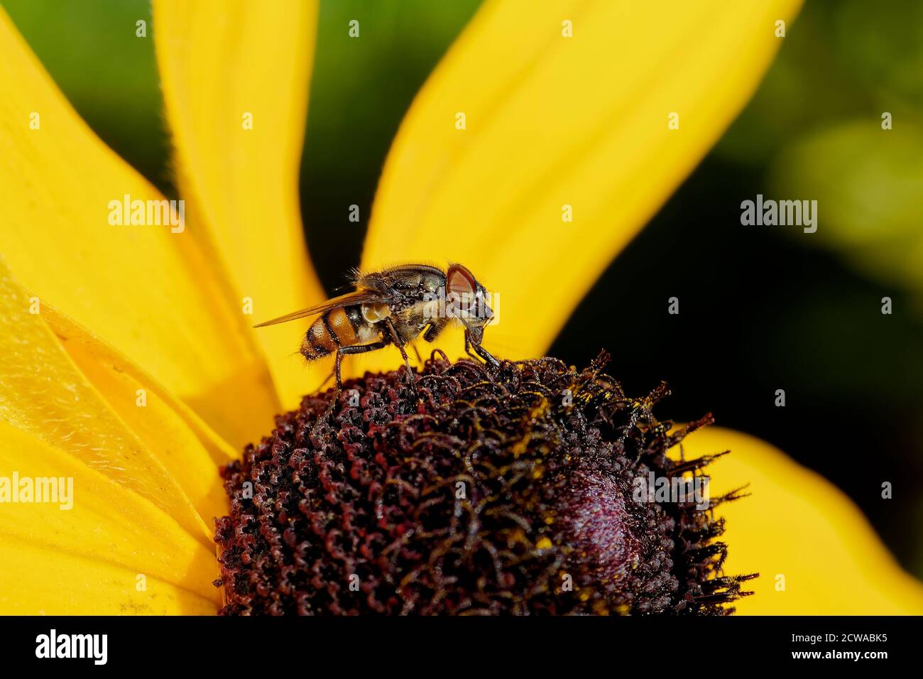 Foto ravvicinata di un'impollinazione di mosca e fiore giallo, immagine macro di insetto Foto Stock