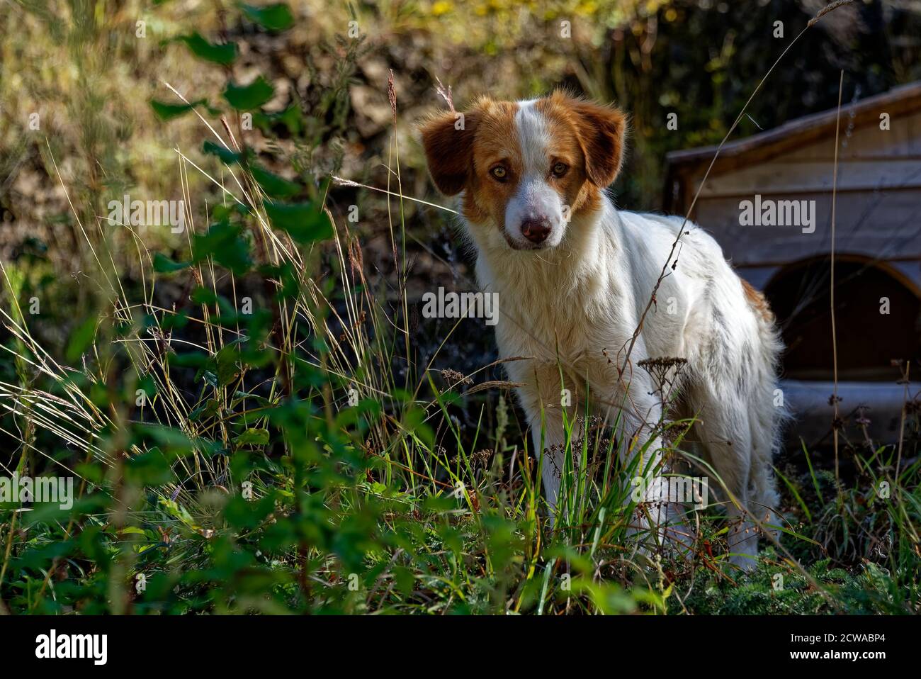 Cane vagato bianco e marrone guardando la macchina fotografica, ritratto di animale carino Foto Stock
