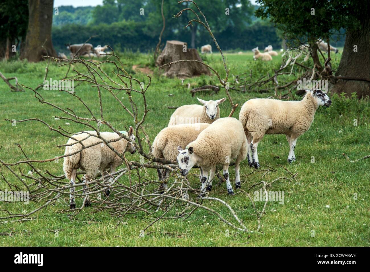 Pecora e agnelli usando un ramo caduto come sfregamento Posta in un campo in Leicestershire Foto Stock