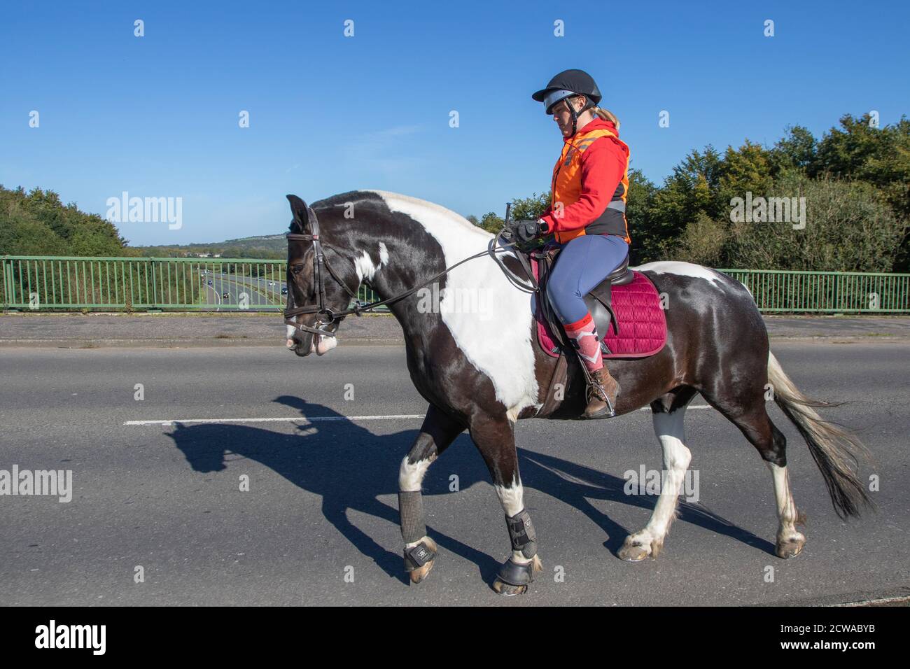 Cavaliere femminile che indossa abiti arancioni di alta visibilità che attraversano il traffico stradale del ponte autostradale a Manchester, Regno Unito cavalli hanno diritti di trasporto sulle strade e in loro erano autostrade per cavalli e carrozze trainate da cavalli prima ancora che le automobili fossero inventate. Foto Stock