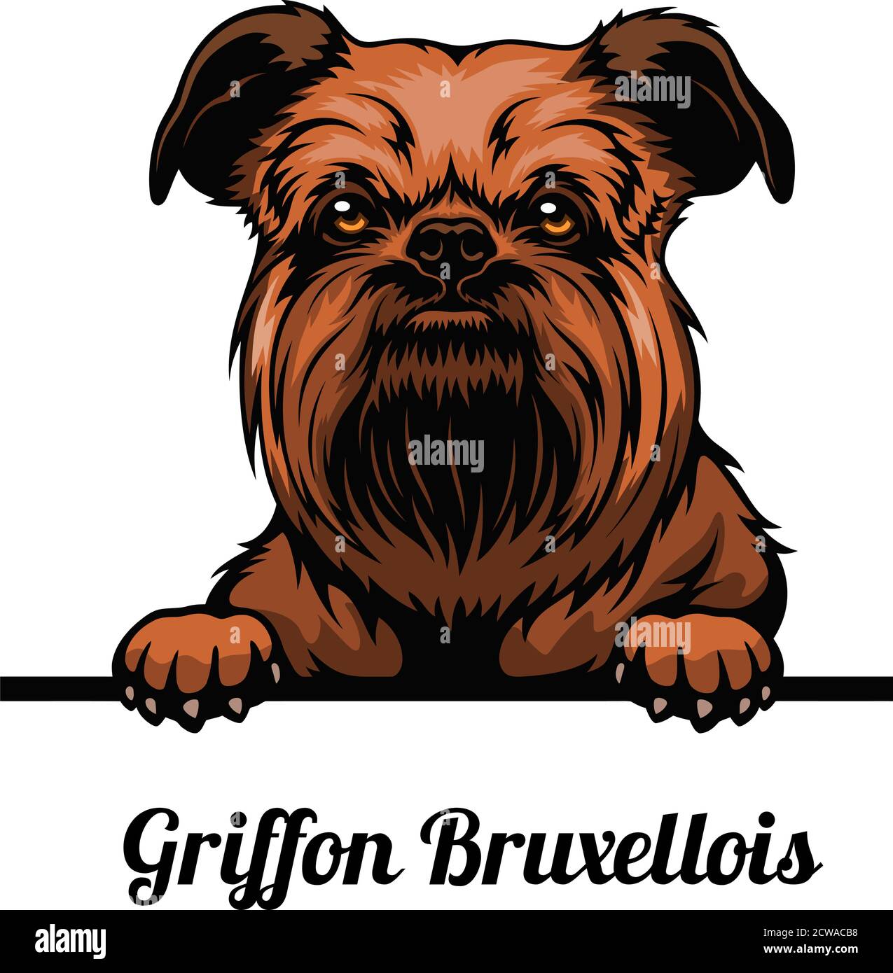 Testa Griffon Bruxellois - razza di cane. Immagine a colori di una testa di cani isolata su uno sfondo bianco Illustrazione Vettoriale