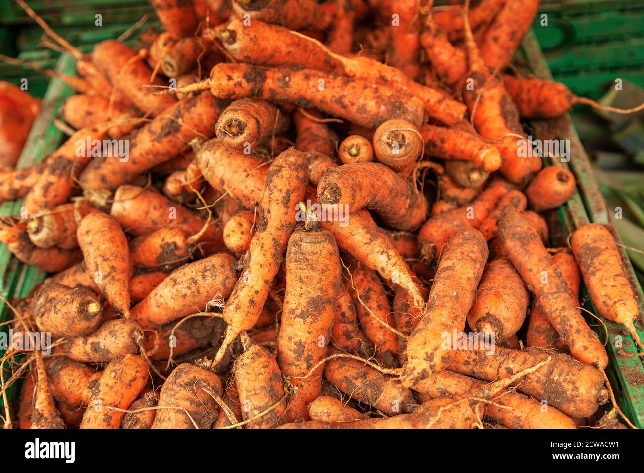 carote sporche in un vassoio di un negozio di alimentari Foto Stock