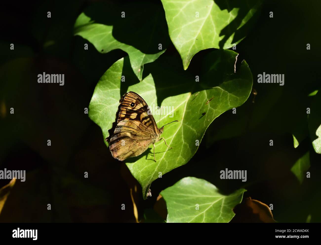 Farfalla isolata in legno di ardesia (Pararge aegeria) fotografata con un obiettivo macro mentre si riscalda al sole sopra una foglia d'edera. Foto Stock