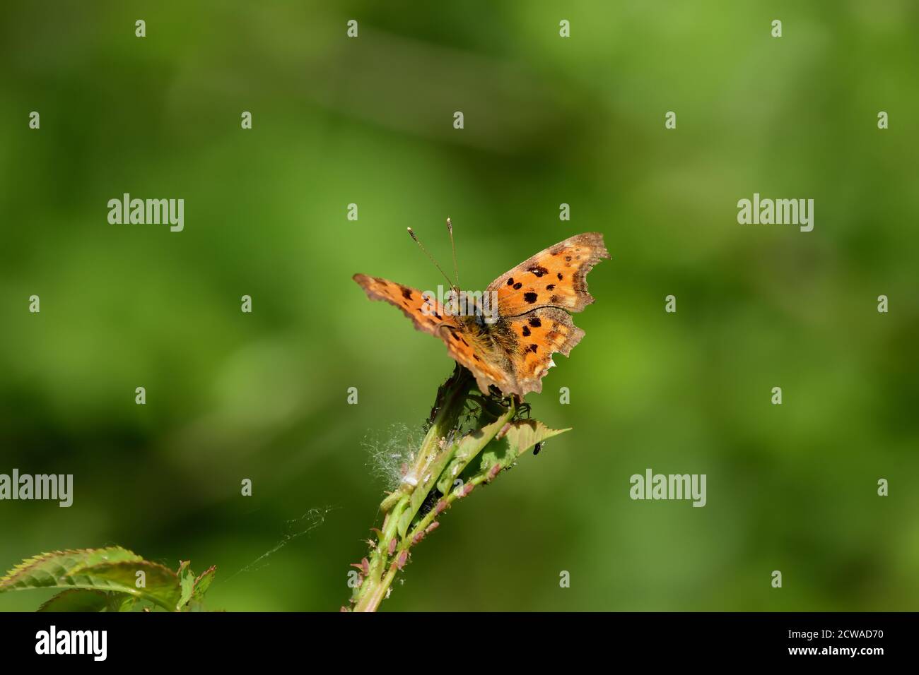 Farfalla isolata della specie di virgola (Polygonia c-album) della famiglia Nymphalidae, fotografata con macro-lente sopra una foglia di una pianta selvatica. Foto Stock