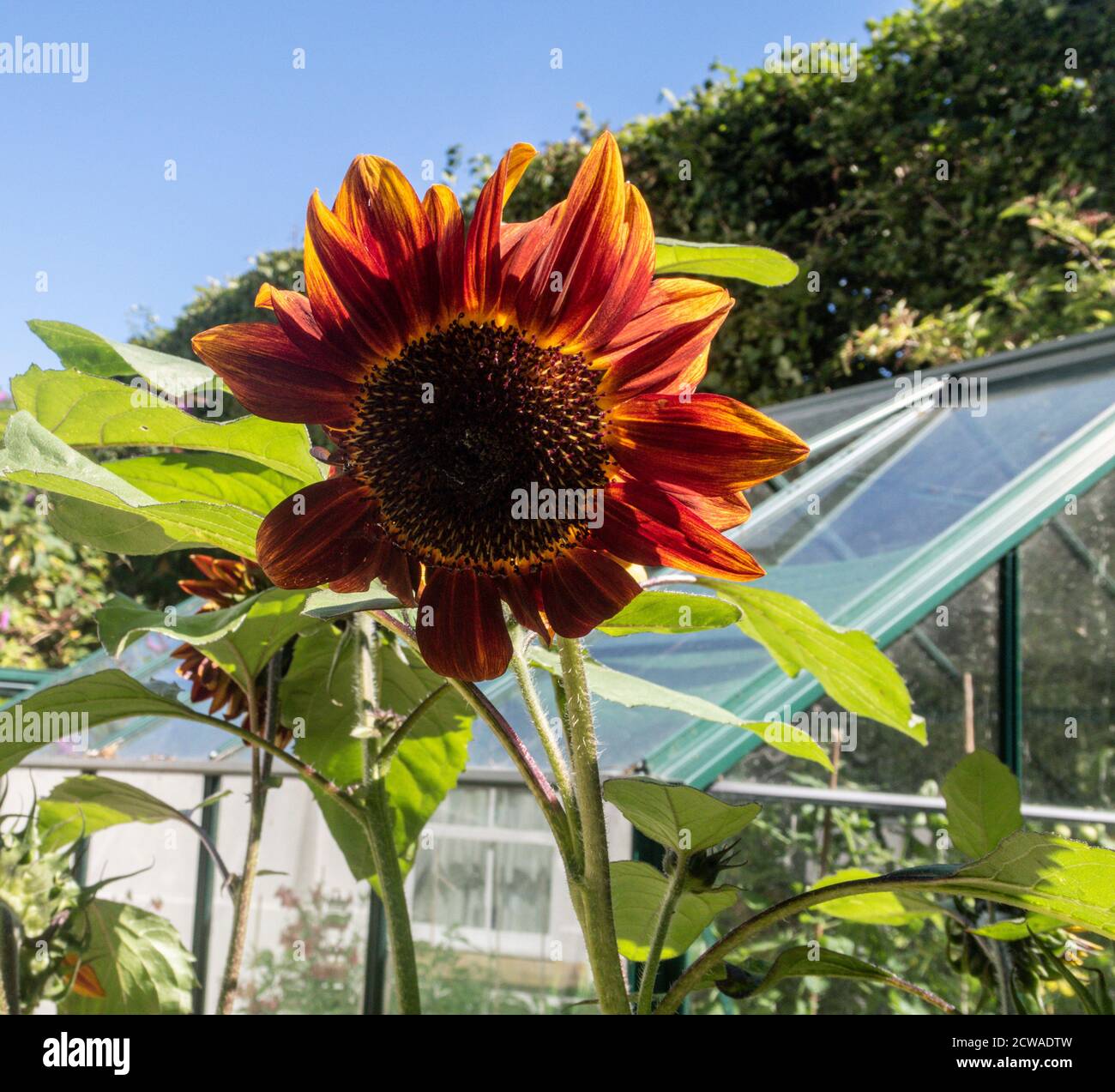 Girasole Black Magic in fiore accanto a una serra in Devon. Foto Stock