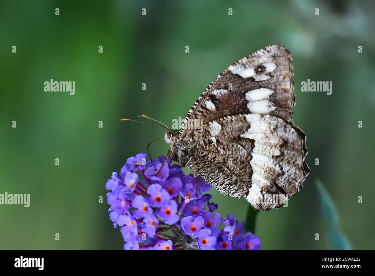Macro fotografia di un grande greyling a fasce (Brintesia circe) preso nel suo habitat naturale. Foto Stock