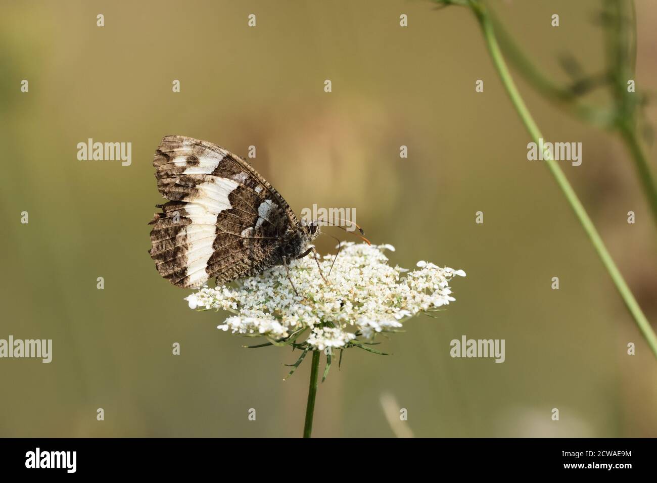 Macro fotografia di un grande greyling a fasce (Brintesia circe) preso nel suo habitat naturale. Foto Stock