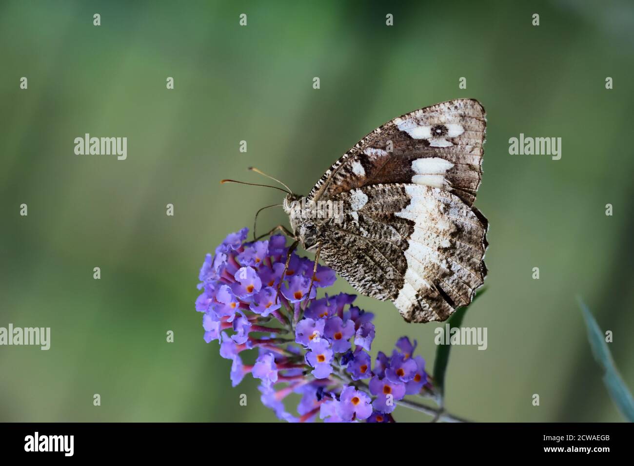 Macro fotografia di un grande greyling a fasce (Brintesia circe) preso nel suo habitat naturale. Foto Stock