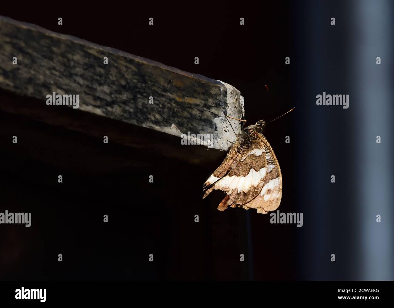 Macro fotografia di un grande greyling a fasce (Brintesia circe) preso nel suo habitat naturale. Foto Stock