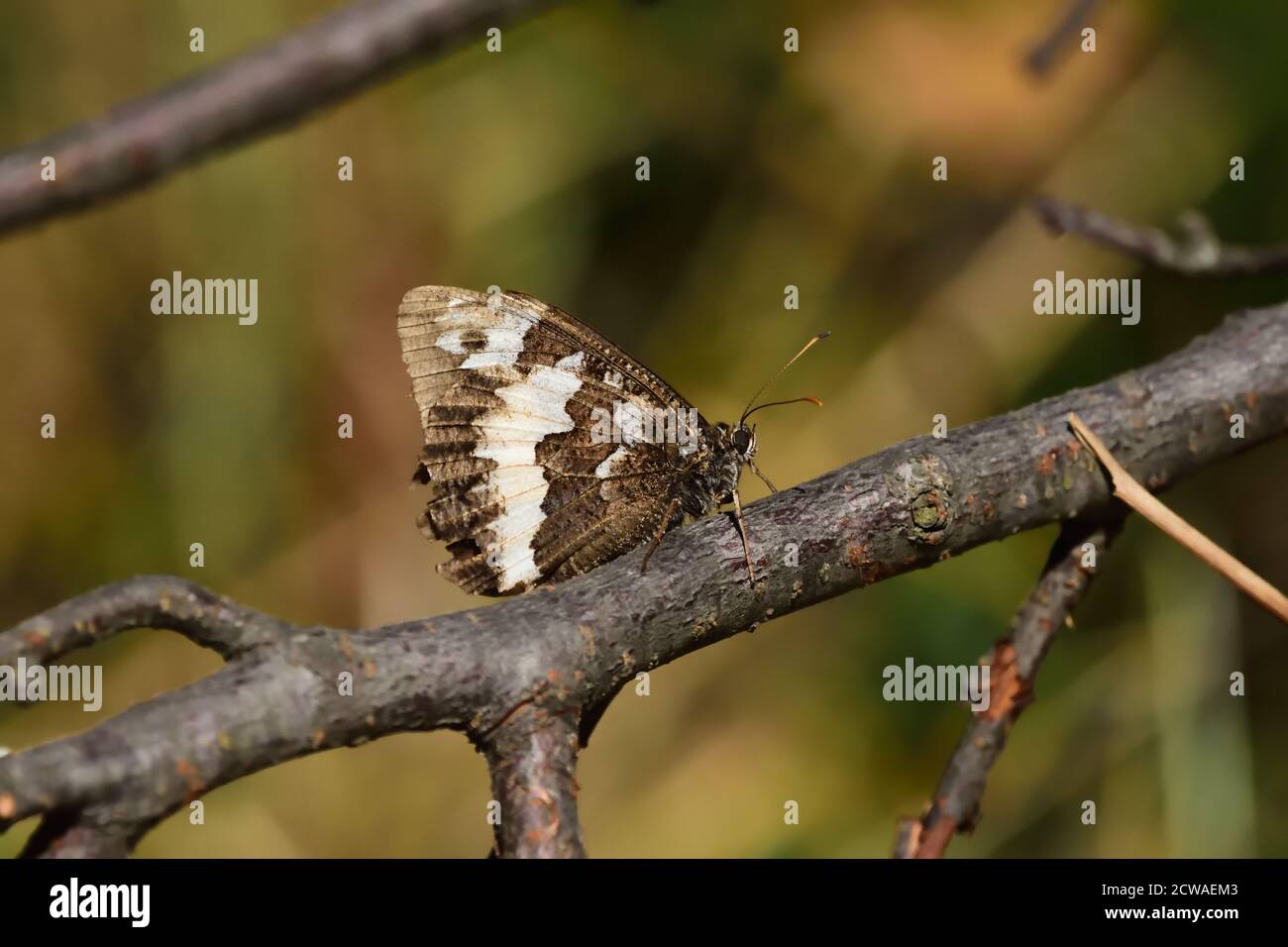 Macro fotografia di un grande greyling a fasce (Brintesia circe) preso nel suo habitat naturale. Foto Stock