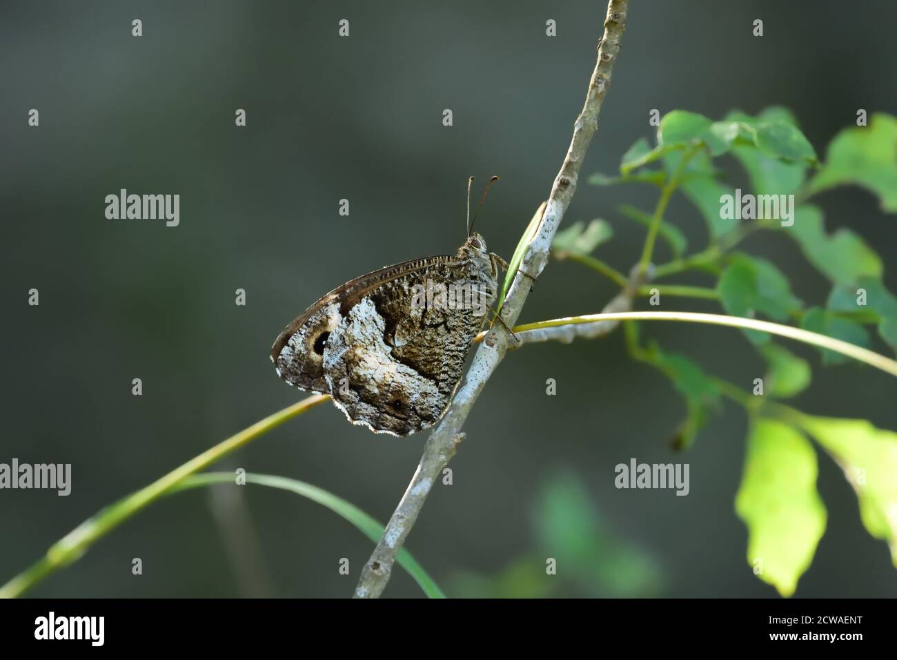 Macro fotografia di un grande greyling a fasce (Brintesia circe) preso nel suo habitat naturale. Foto Stock