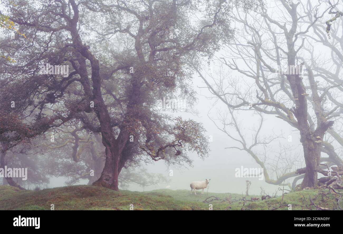 Pecore in un paesaggio di autunno foggy in Northumberland Foto Stock