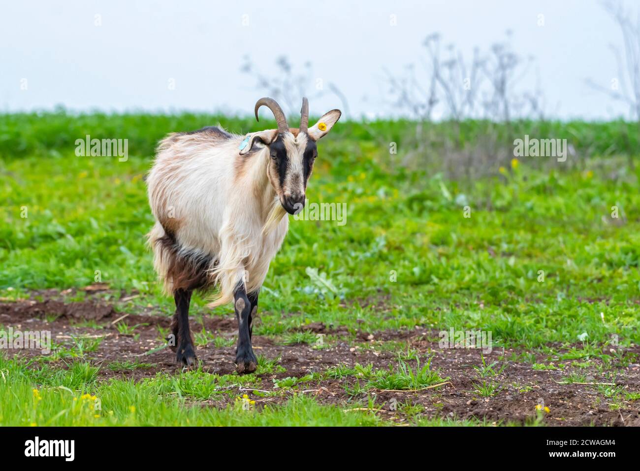 Una mandria di capre che pascolano gratis. Fotografato in Israele Foto Stock