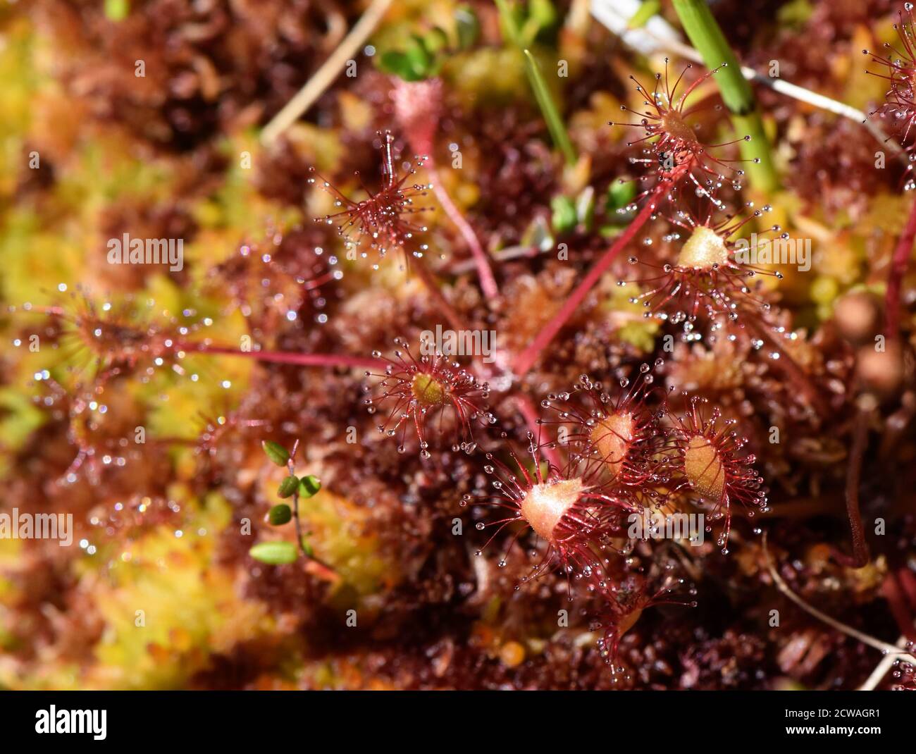 Closeup su foglie di crema solare a foglie tonde Drosera rotundifolia pianta carnivora Foto Stock