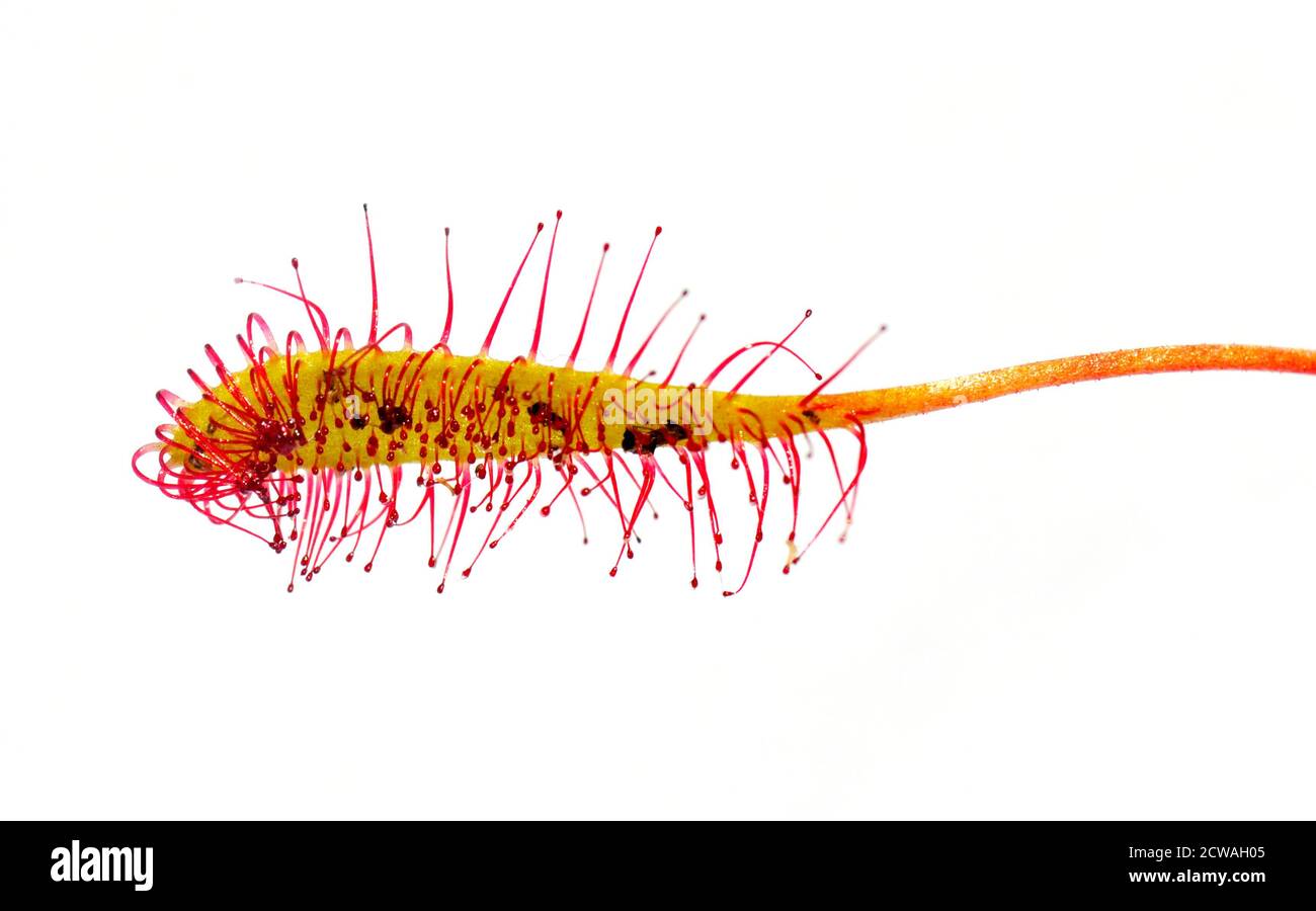 La trappola appiccicosa di una grande pianta carnivora di Sundew isolato su sfondo bianco Foto Stock